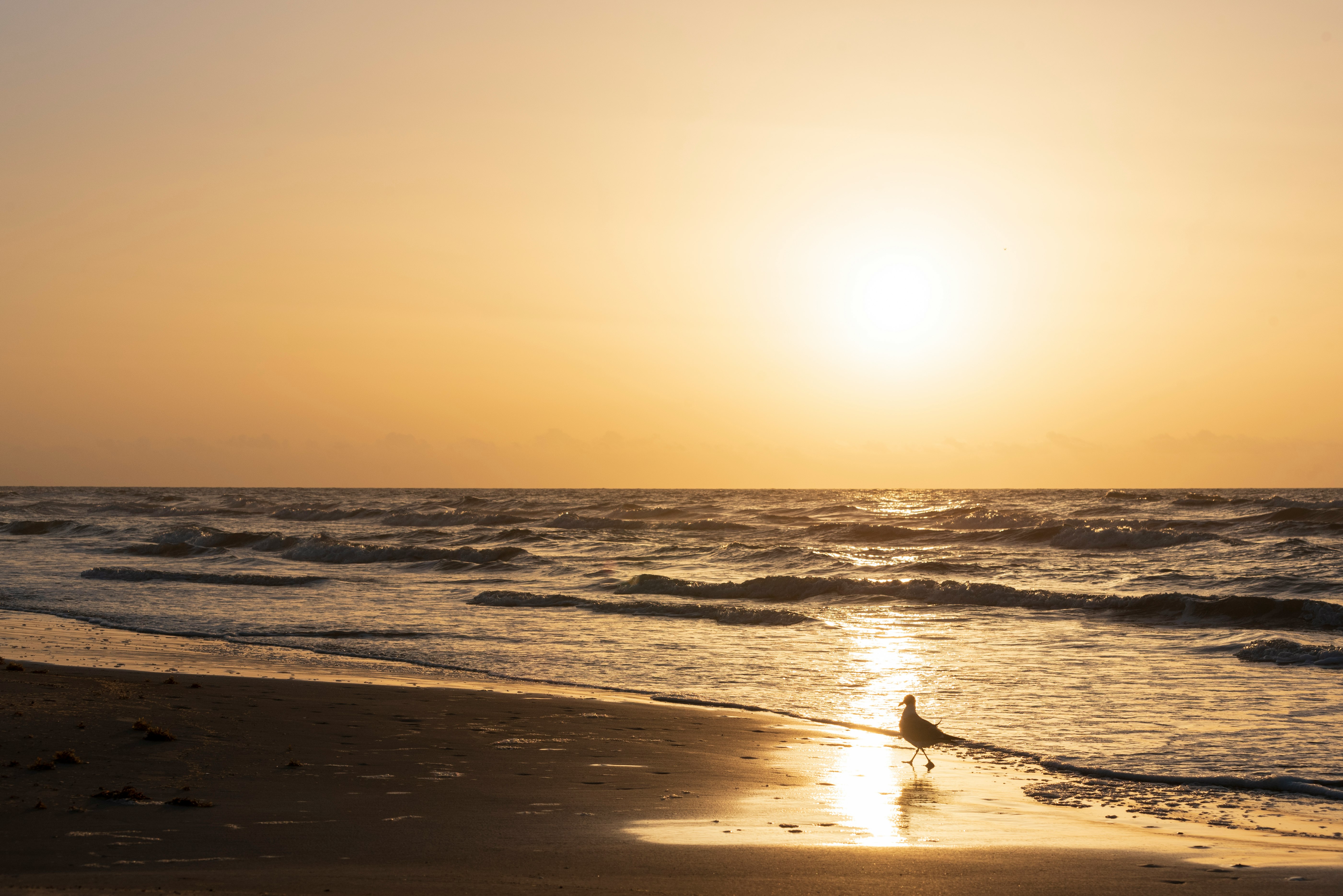 person surfing on sea waves during sunset